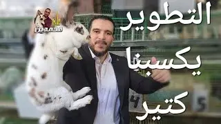 مراحل التطوير ولازم تفهم الارانب والتهجين والبيور والاعلاف