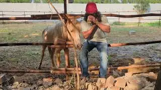 new round pen for Arjun & Rashi. close to house . therepeutic to my soul watching him run