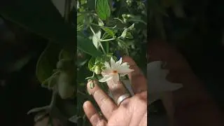 Night  Flowering Jasmine / Pavala malli # My Garden