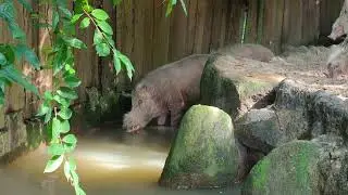 Singapore Zoo: Sumatran Bearded Pig (Sus babartus oi)