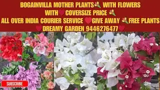 Hybrid Bogainvilla mother plants with flowers 💐cover size ♥️Dreamy Garden ♥️9446276477♥️💐