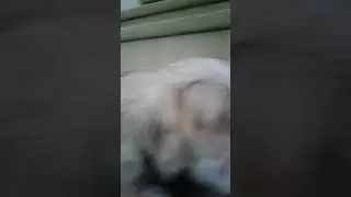 Dogs chewing on bones (Daily dog vlog #1)