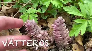 V&auml;tteros (Lathraea squamaria)
