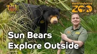 Sun Bears Explore Outside! ☀️ | One Zoo Three