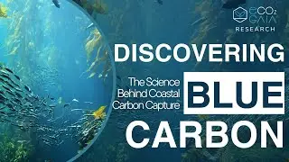 Blue Carbon Explained: The Science Behind Coastal Ecosystems & Carbon Storage