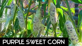 Purple sweet corn growing at home || How to Grow Corn from Seeds in Sack