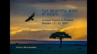 Birding Kenya October, 2019