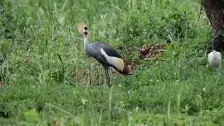 Birds of Uganda - The Grey Crowned Crane