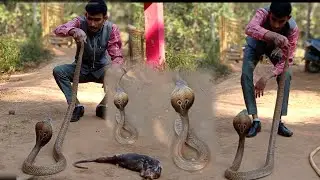 #Rescue Indian Spectacled cobra # Snake catcher maaz sayed sirsi91+6364660978