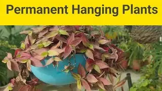 Permanent hanging basket plants|How to care hanging plants in winter|hanging plants update