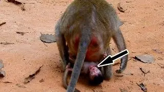 Tell Me Why Mum So Careless With Her Own Baby | Why You Sit On Baby | Jilla Cries Nearly Die..