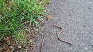 Padalec zwyczajny (łac. Anguis fragilis).