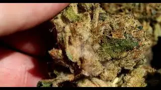 Moudly DOE Jack Herer