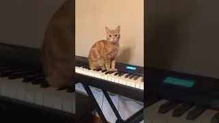 CAT PLAYS SYNTH