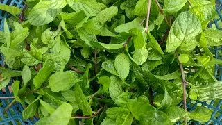 How to harvest mint leaves on terrace garden 
