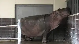 カバ の『ジロー』 (上野動物園) 2020年9月11日