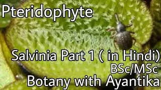 Salvinia Part 1 (in Hindi)