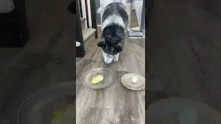Husky Reviews Fried Egg VS  Boiled Egg (Guess what she&rsquo;s choosing first)