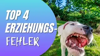 TOP 4 Erziehungsfehler in der Hundeerziehung – Diese Fehler vermeiden! Französische Bulldogge