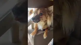 Small dog wants Birds nest