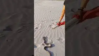 Как работает инстинкт змеи прятаться 🐍🧠.