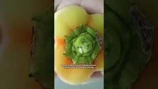 Growing Red Bell Pepper Plant - Time Lapse
