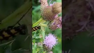 The impressive Four-banded Longhorn Beetle on a thistle