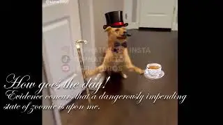 Posh Tophat Dogs MegaCompilation!