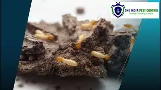termite pest control solution near me