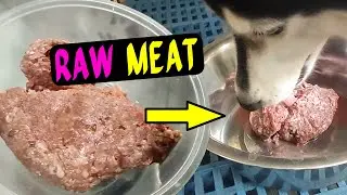 Picky Husky Tries RAW FOOD for the First Time! 🥩🐶 Did She Like It?