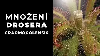 Množen&iacute; rosnatky Drosera graomogolensis - 3