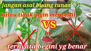 cara merempel tunas air cabai yang benar