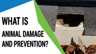 What Is Animal Damage and Prevention?