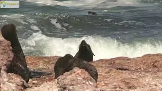 Cape Fur Seal with Rabies
