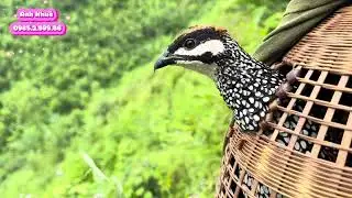 Anh Khuê - kiếm được em lông báo VIP hàng gột mồi cho mùa giải mới