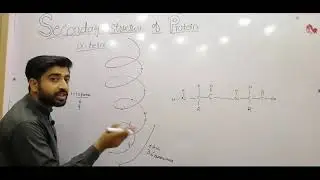 Secondary structure of protein, alpha helix and beta pleated sheet