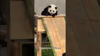 Baby Panda Qi Sanmei Playing on the Slide #cute #adorable #lovely #babypanda #pandalover #panda #fyp