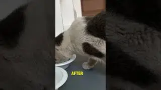 He Saw a Stray Cat&hellip; What Happened Next Will Melt Your Heart