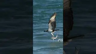 Osprey fishing ( circling, hovering, diving, and getting her catch) #osprey #fishdive #birdwatch