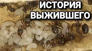 История семьи Formica polyctena у которой получилось. #МуравьиЯрославль