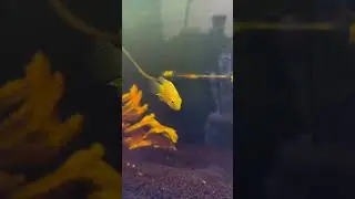 Newest Addition To The Fish Room, Red Spotted Severum Cichlid. Temp/Quarantine Aquarium