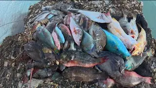Blue #spearfishing and #adventure huge eagle ray  playing huge lobster 🦞 #OCTOPUS squid 🐙 nice catch