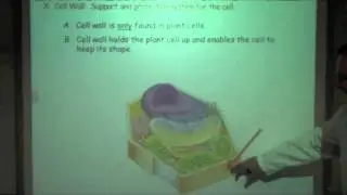 Cell Structure and Function Notes