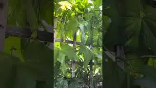 M&ugrave;a Su Su  Canada