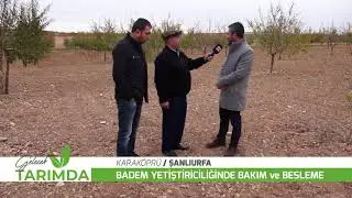 Badem üreticileri Bakteriyel kanser ve İç kurduna karşı uyarıldı