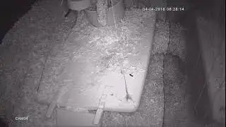 Gerbil Antics: Night Cam - In season behaviour