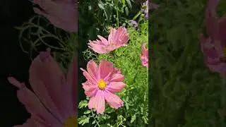 огромные георгины #tatianamotivator #дача #доммечты #георгины