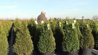 Thuja Junior Giant // Game Changing❗ ❗Arborvitae- Evergreen Screens, Sound Barriers & Shelterbelts