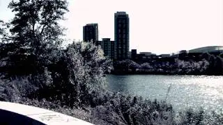 Zooming In On a Tree - Urban/Water Background