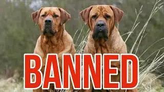 Banned or restricted dog breeds in Australia